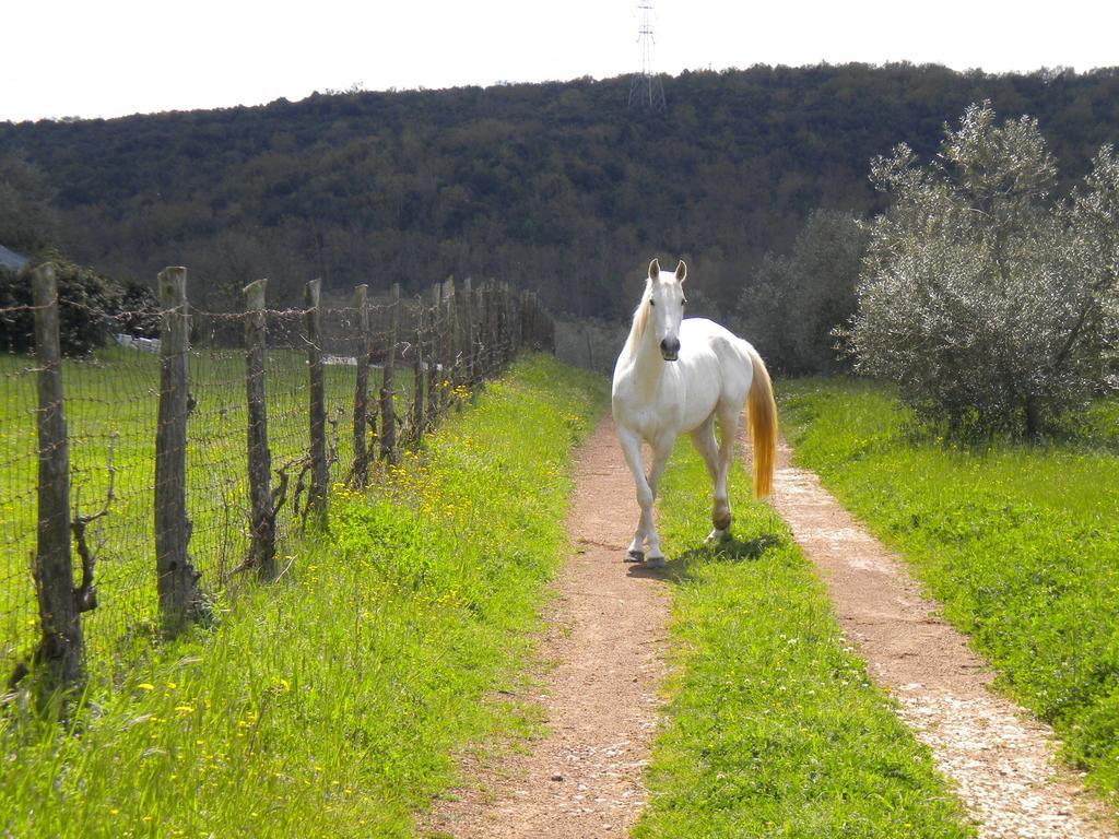 Agriturismo Podere Borgognano Massa Marittima Extérieur photo